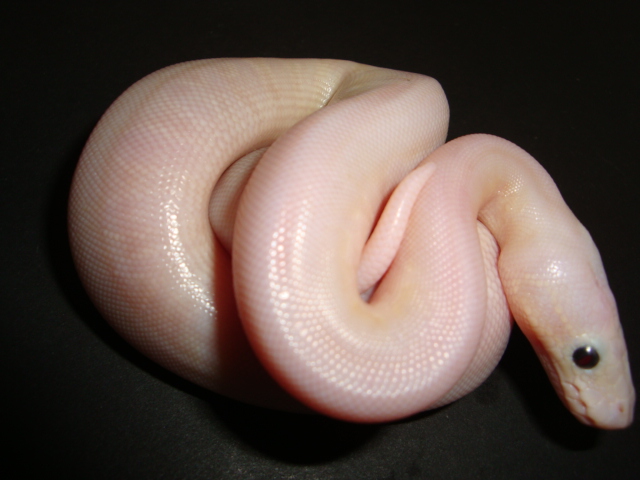 lesserbee/mojave produced this