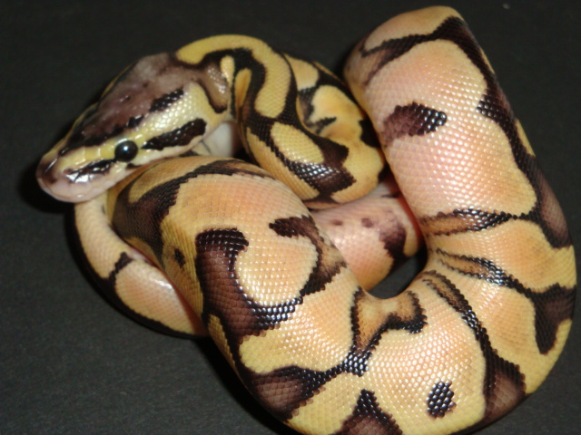 pastel enchi