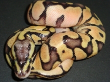 Enchi pastel