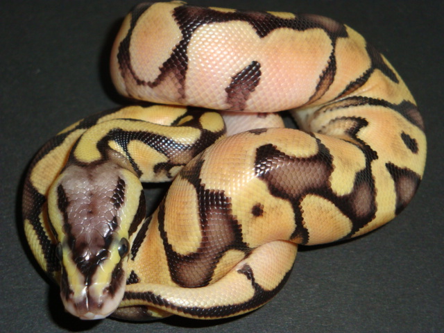 Enchi pastel