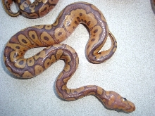 ClownGhost Male