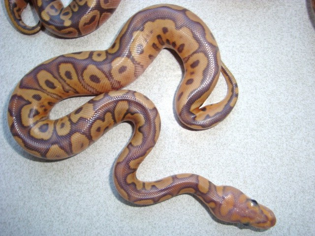 ClownGhost Male
