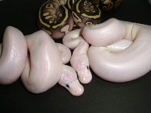 Lesser Pieds/ Lesserpastel Het Pied