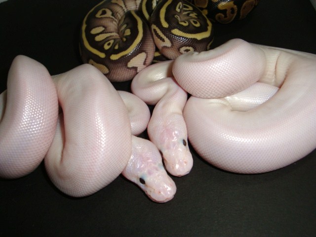 Lesser Pieds/ Lesserpastel Het Pied