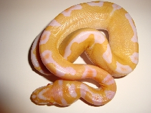 albino clown 1
