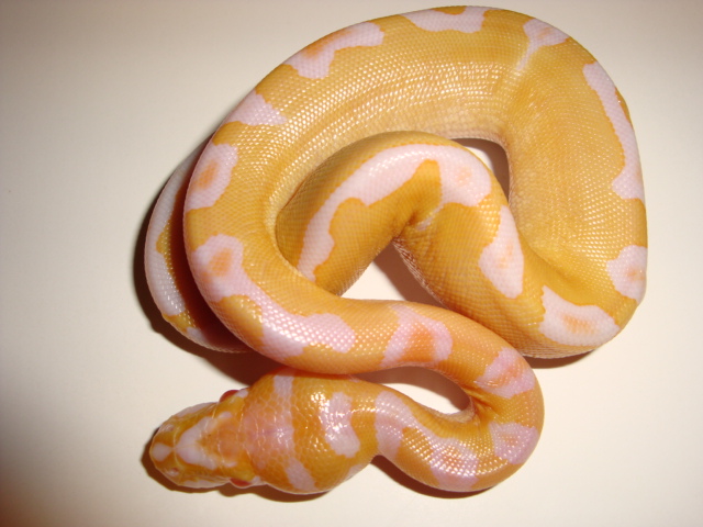 albino clown 1