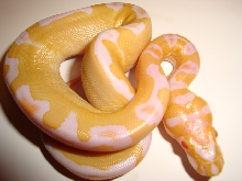 albino clown 2