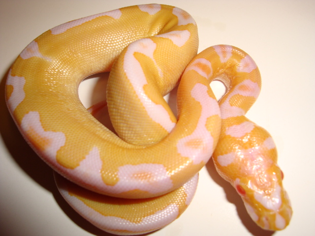 albino clown 2