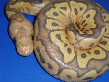 hypo clown,out of the egg