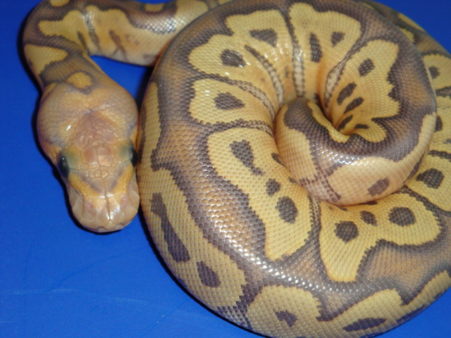 hypo clown,out of the egg