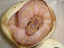 hypo lesser clown egg 2