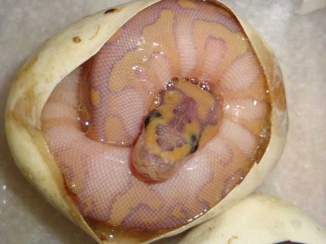 hypo lesser clown egg 2