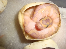 hypo lesser clown in the egg