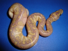 hypo lesser clown f 3