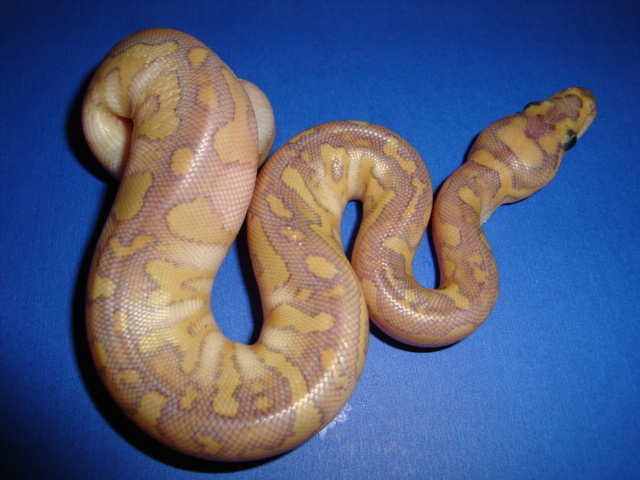 hypo lesser clown f 3