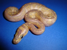 hypo lesser clownf 4