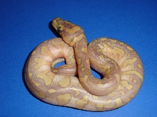hypo lesser clown,5