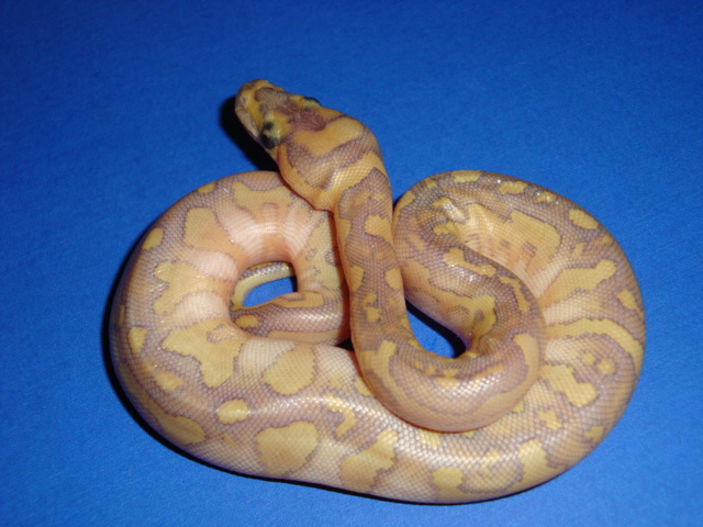 hypo lesser clown,5