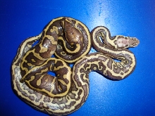 leopard pastel lesser/leopard lesser