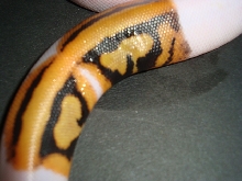 leo pied#2
