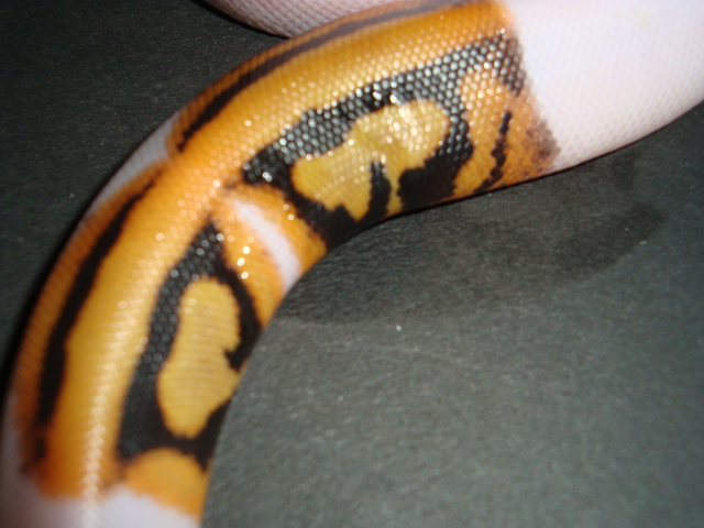 leo pied#2