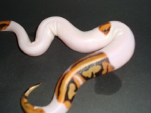 leo pied #3