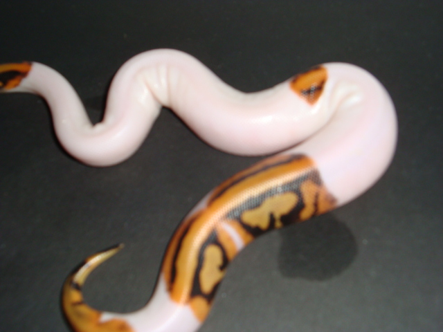 leo pied #3