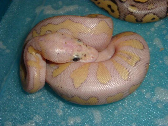 lphclown