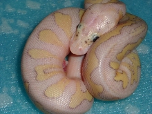 lesserpastel possibly hypo clown