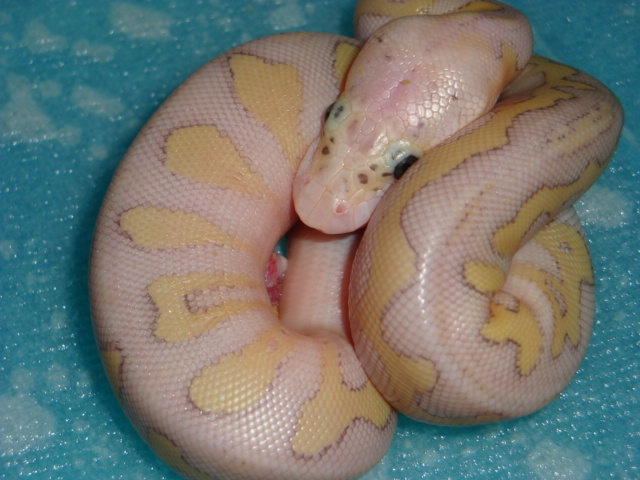 lesserpastel possibly hypo clown