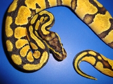 pastel enchi 1
