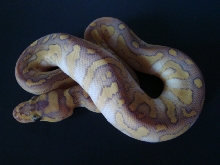 Lesser Candied Clown *