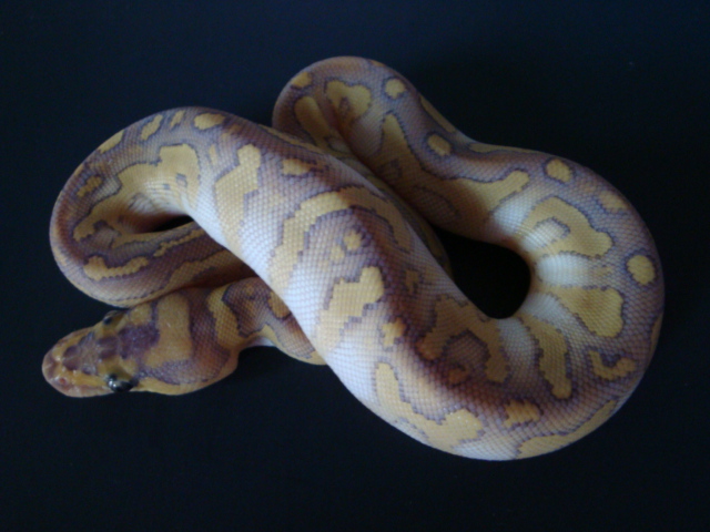 Lesser Candied Clown *