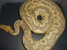 Hypo Clown adult f