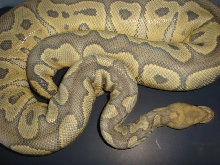 hypo clown f adult
