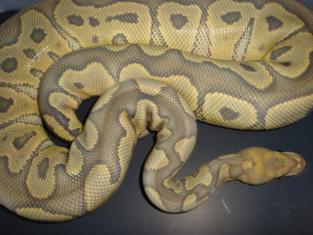 hypo clown f adult