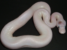 lesser pied paradox 4