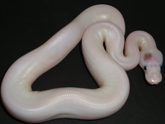 lesser pied paradox 4