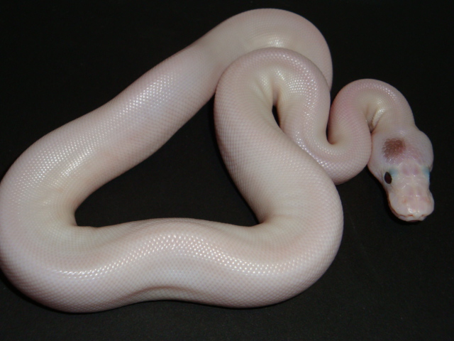 lesser pied paradox3