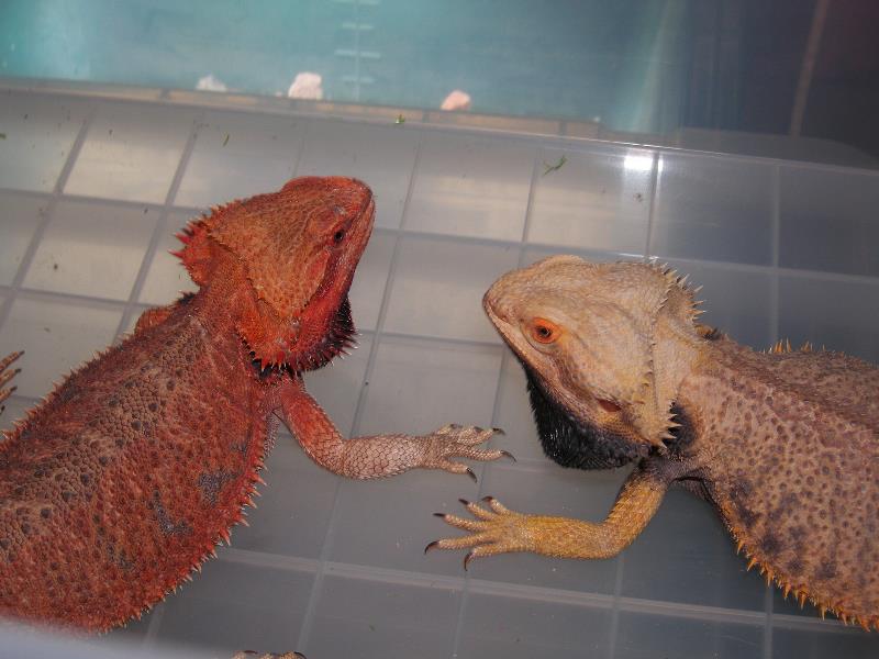 Adult pair@ of Dragonfs Impact