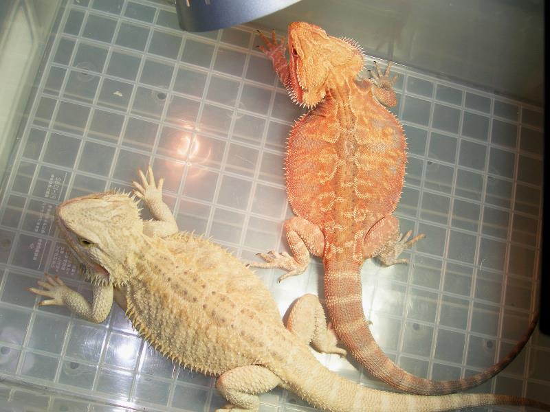 Hypo Translucent & Leather Back   of Dragonfs Impact