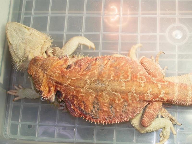 Hypo Translucent & Leather Back