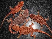 Blood Red Beby@  From Japan