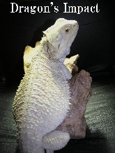 Patternless Hypo Leucistic