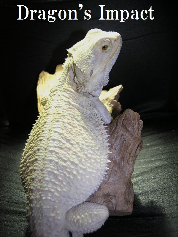 Patternless Hypo Leucistic
