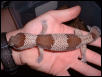 Proven male fat tail
