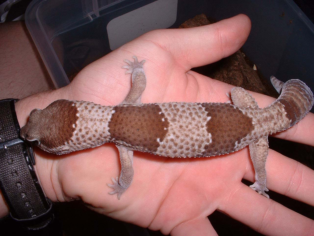 Proven male fat tail