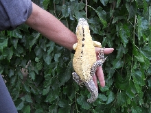 yellow banana pectinata