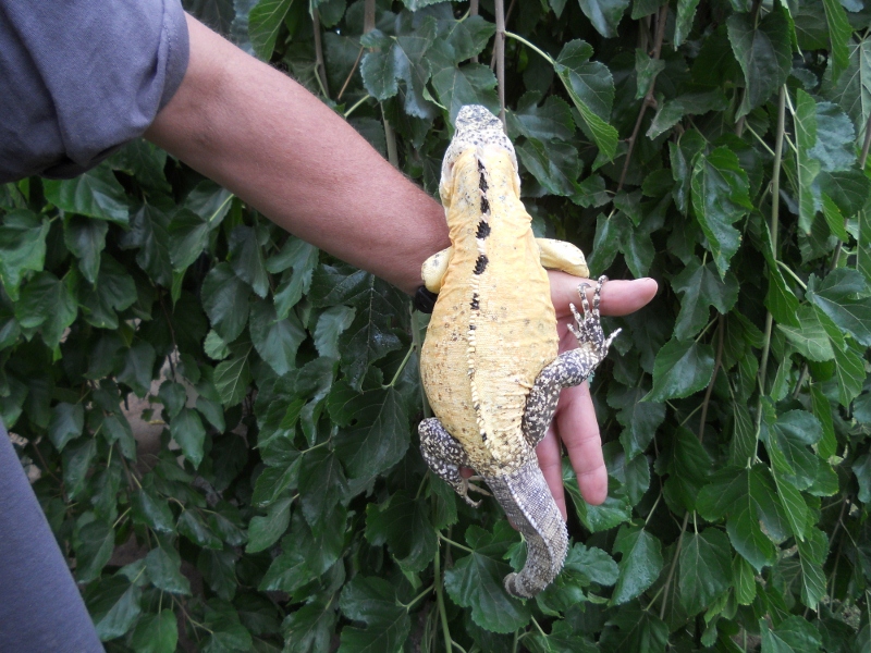 yellow banana pectinata