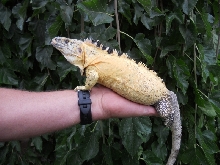 yellow banana pectinata